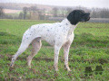 Pedigree OTIS DES BUVEURS D'AIR Pedigree OTIS DES BUVEURS D'AIR